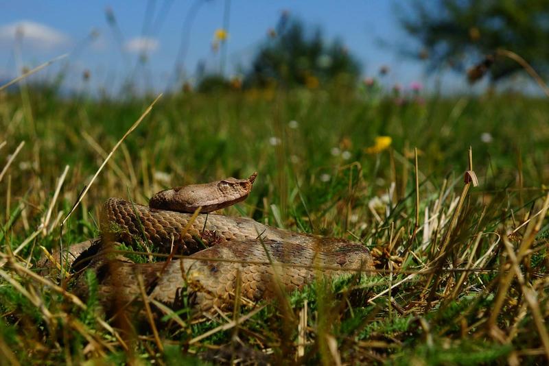 Vipera cu corn, Foto: Doru Panaitescu