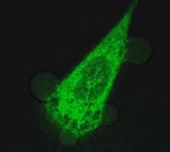 molecula, Foto: Captura YouTube