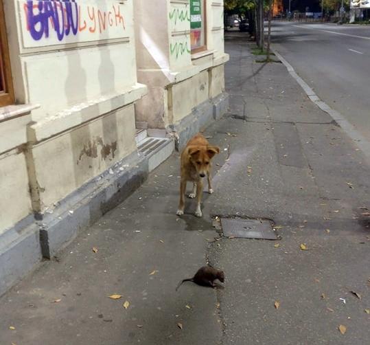 Un caine maidanez si un sobolan, pe trotuar in Bucuresti, Foto: cititor HotNews