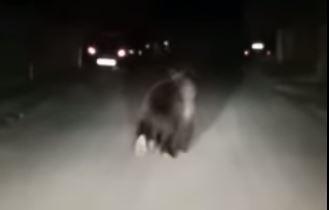 Urs pe strada, Foto: Captura YouTube