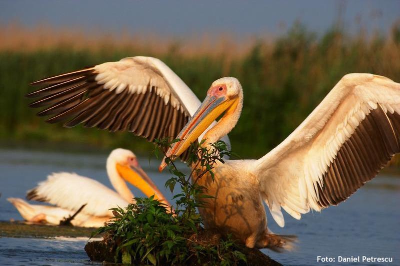 Pelican comun, Foto: Societatea Ornitologica Romana