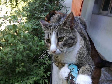 Pisica, Foto: Arhiva personala