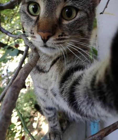 Pisica, Foto: arhiva personala