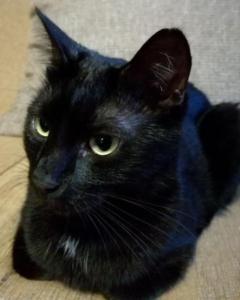 Pisica, Foto: arhiva personala