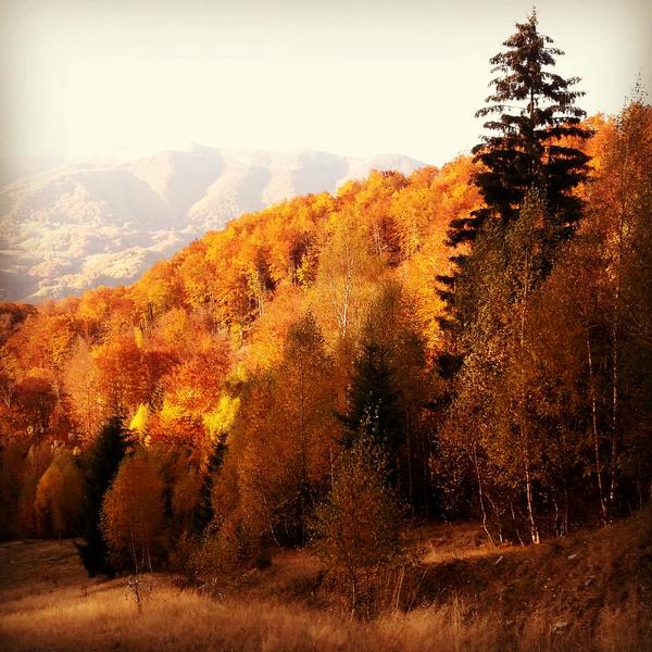 Munte, padure, natura, Foto: USER UPLOADED