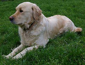 Golden retriever, Foto: Wikipedia