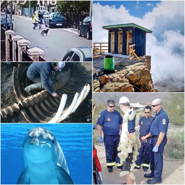 Faze tari, Foto: Colaj foto