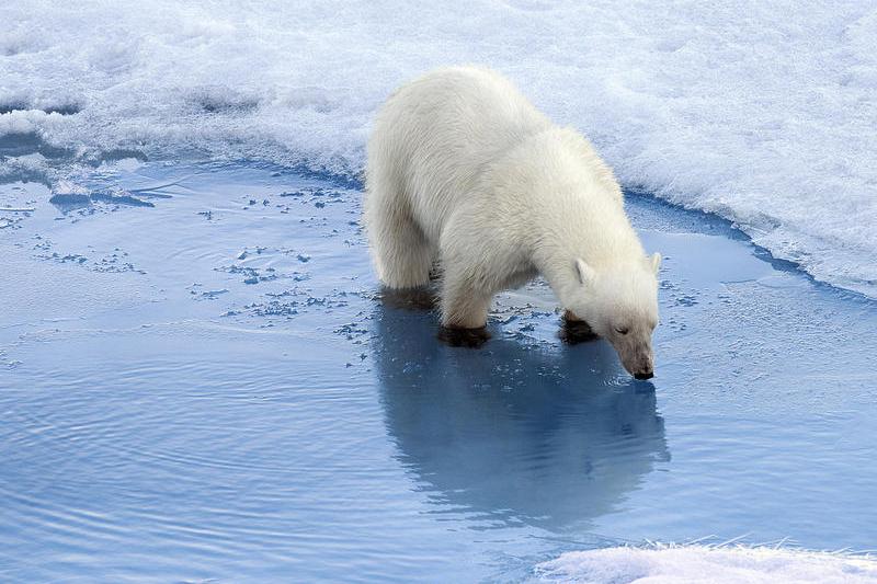 Ursul polar, mascota celor care lupta impotriva incalzirii globale, Foto: Flickr