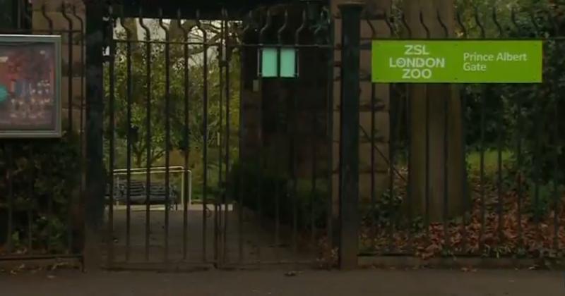 Incendiu la Zoo din Londra, Foto: Captura YouTube