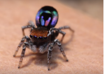 Maratus Robinsoni, Foto: Captura YouTube