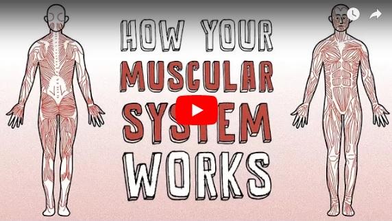 Cum functioneaza sistemul muscular, Foto: YouTube