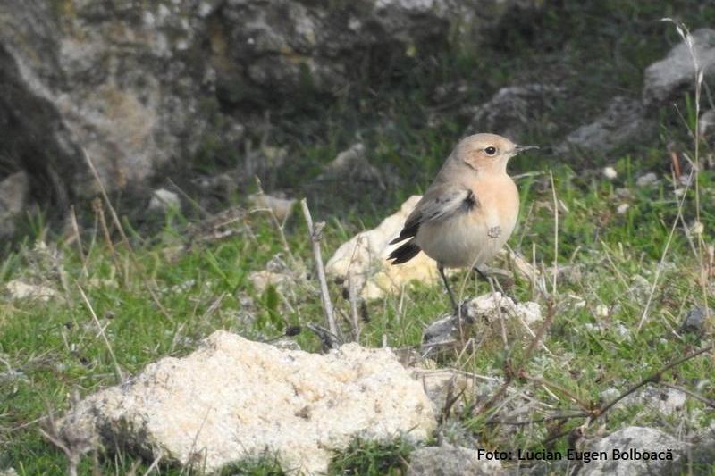 Pietrar, Foto: Societatea Ornitologica din Romania