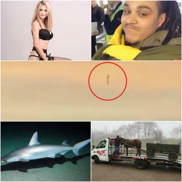 Faze tari, Foto: Colaj foto