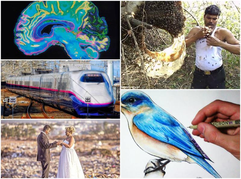 Faze tari, Foto: Colaj foto