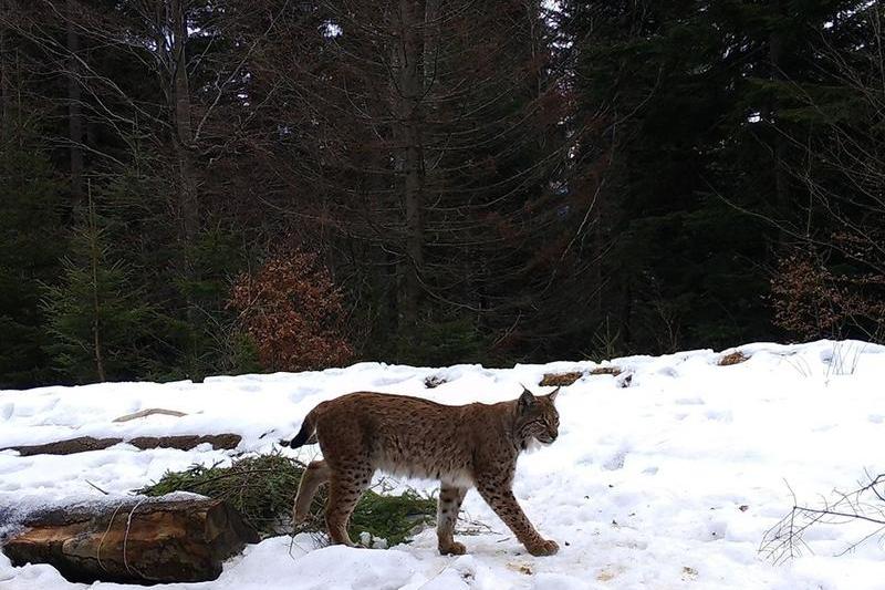 Un exemplar de ras, fotografiat in Parcul National Piatra Craiului, Foto: Facebook/ Regia Nationala a Padurilor - Romsilva