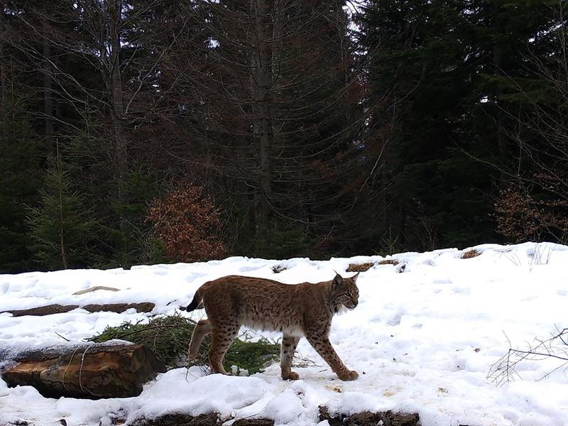 Un exemplar de ras, fotografiat in Parcul National Piatra Craiului, Foto: Facebook/ Regia Nationala a Padurilor - Romsilva