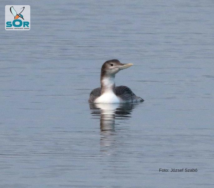 Cufundarul cu cioc alb, Foto: Societatea Ornitologica Romana