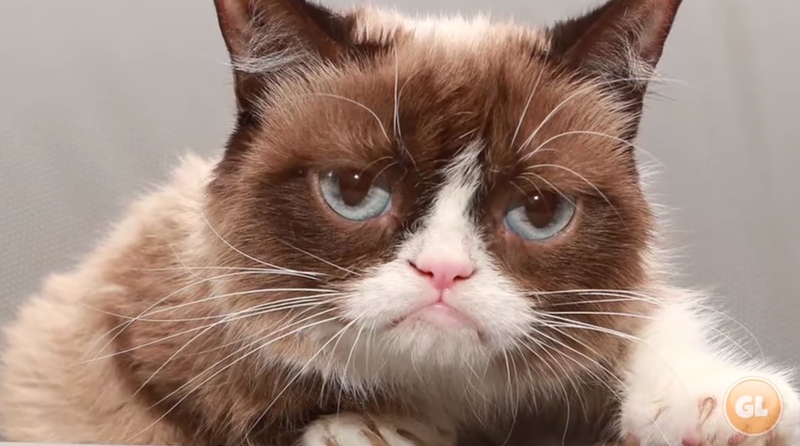 Grumpy Cat, Foto: Captura YouTube