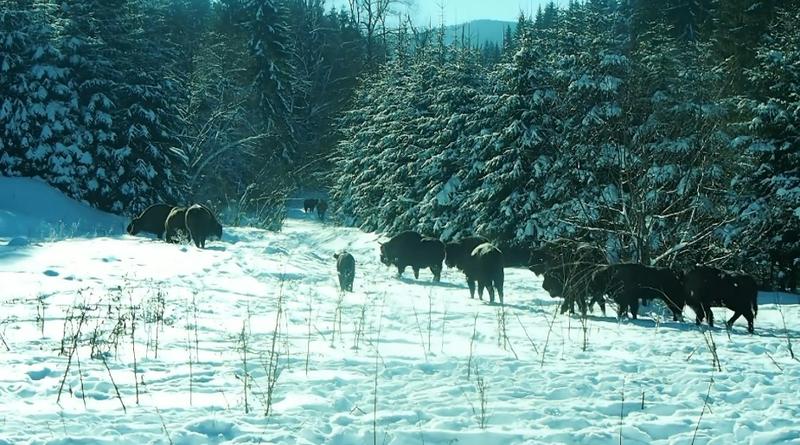 Turma de zimbri filmata in Parcul Natural Vanatori, Foto: Facebook - Parcul Natural Vanatori Neamt