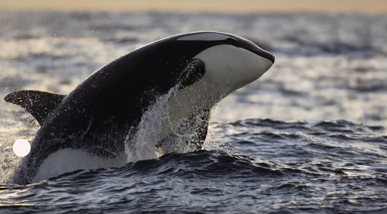 Orca Wikie, Foto: Captura YouTube