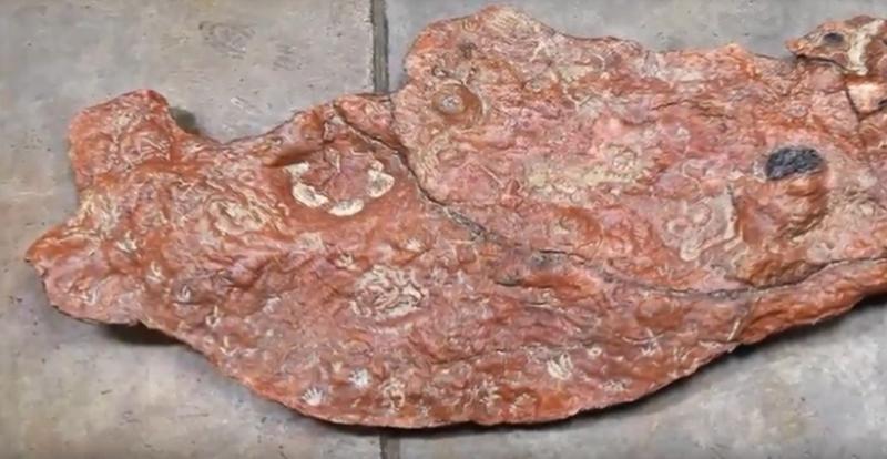 Urme fosilizate de dinozauri, gasite la sediul NASA, Foto: Captura YouTube - New 10