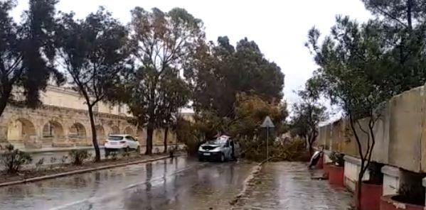Sofer roman ucis de caderea unui copac in Malta, Foto: Times of Malta