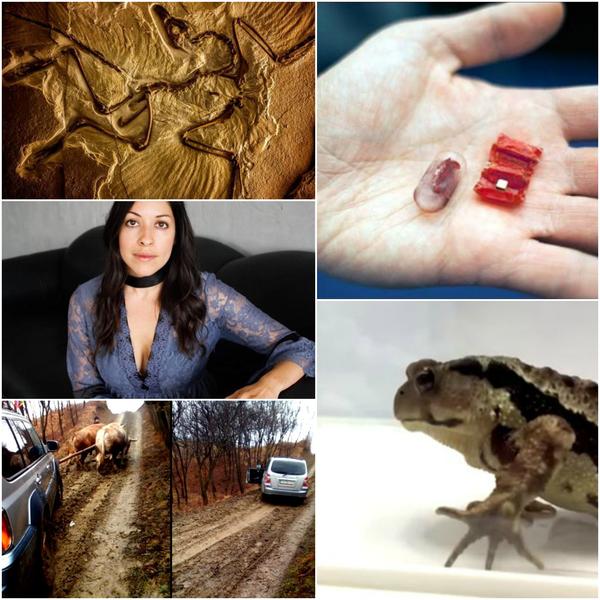 Faze tari, Foto: Colaj foto