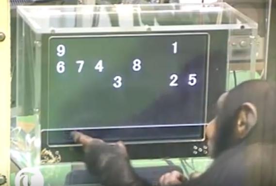 Cimpanzeii pot selecta numerele in ordine crescatoare, Foto: Youtube - The Telegraph