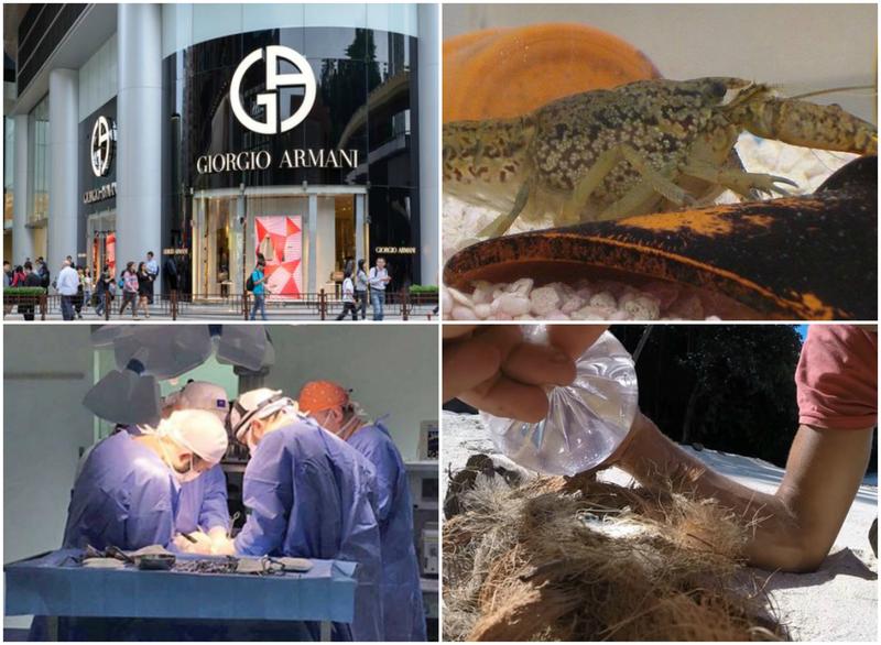 Faze tari, Foto: Colaj foto