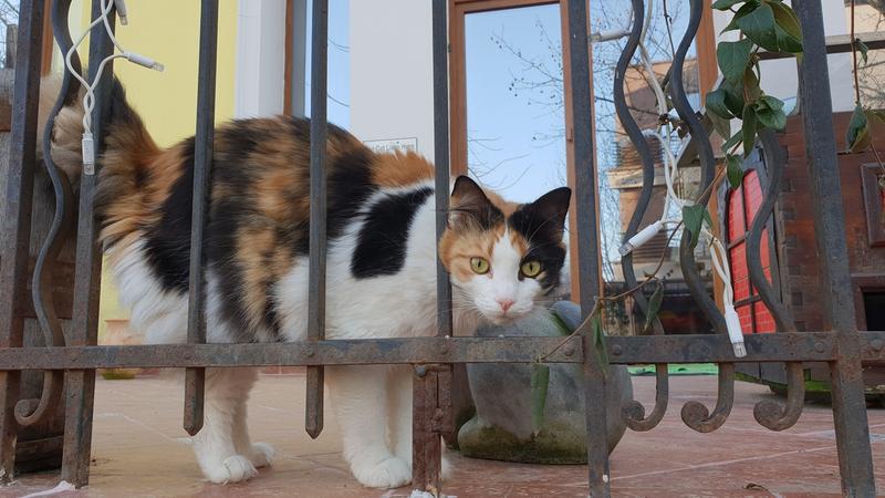 Pisica, Foto: Hotnews