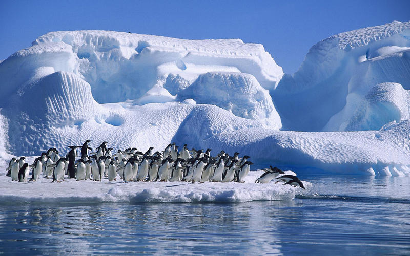 Pinguini, Foto: Google