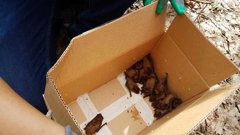 Eliberare lilieci Comana, Foto: Hotnews