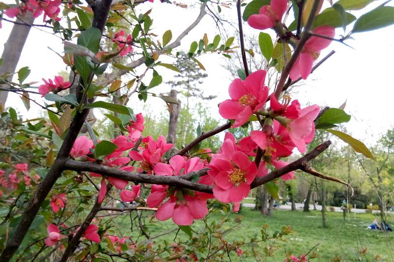 Aprilie, Foto: USER UPLOADED