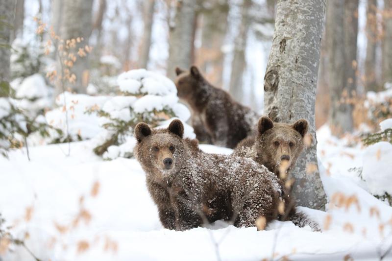 Ursi 1, Foto: Agent Green