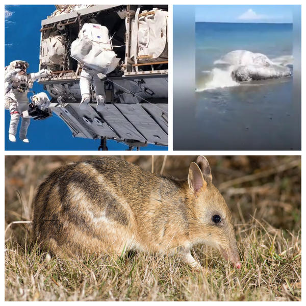 Faze tari, Foto: Colaj foto