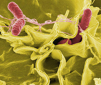 Salmonella, Foto: Wikipedia