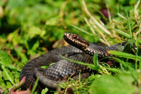 Vipera comuna - Vipera berus, Foto: Doru Panaitescu