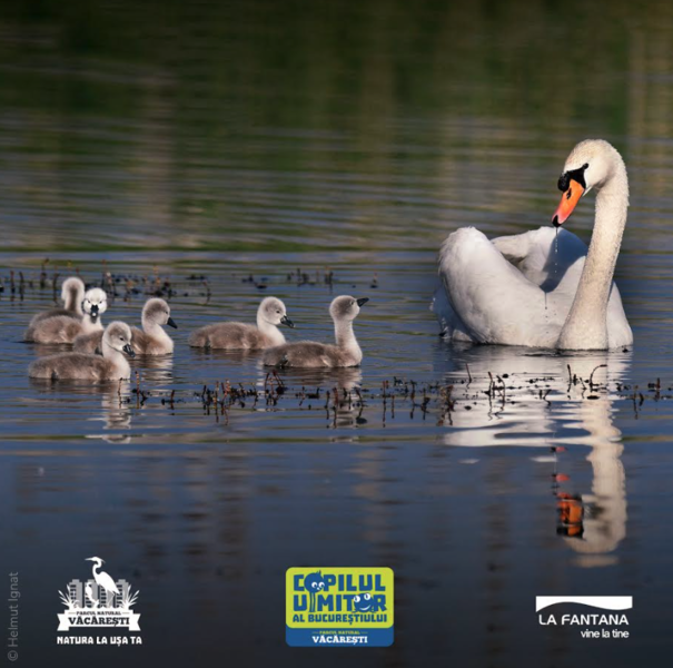 Parcul National Vacaresti, Foto: Helmut Ignat