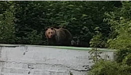 Ursi, Foto: News.ro