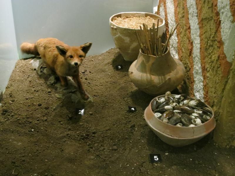 Vulpe, Foto: Vlad Barza / HotNews.ro