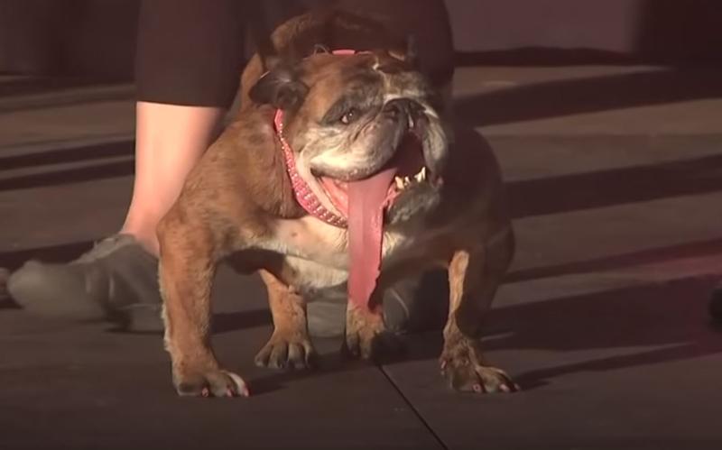 Zsa-Zsa, Foto: Captura CGTN