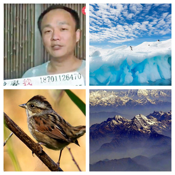 Faze tari, Foto: Colaj foto