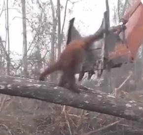 Urangutan incercand sa opreasca un excavator, Foto: Captura video