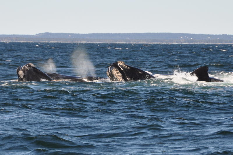 Balena in Atlanticul de Nord, Foto: dfo-mpo.gc.ca