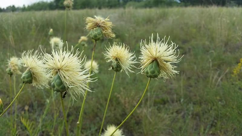 Centaurea ruthenica, Foto: Sabin Badarau/Facebook