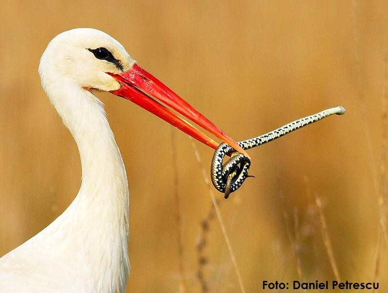 Barza cu sarpe, Foto: Societatea Ornitologica Romana