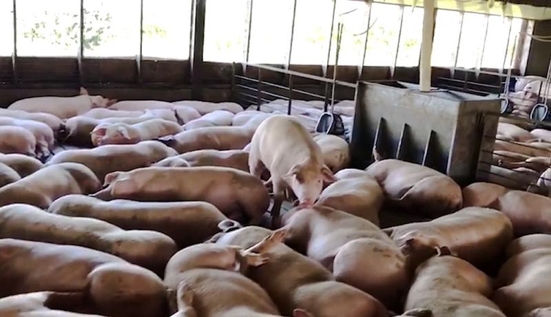 Porcii de la DAB Zootehnica Tulcea, Foto: Hotnews