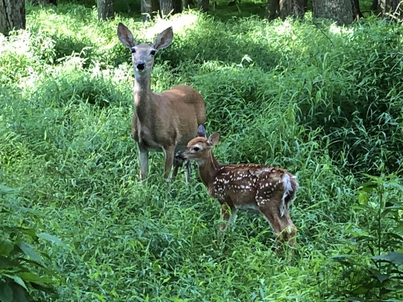 caprioare, Foto: USER UPLOADED