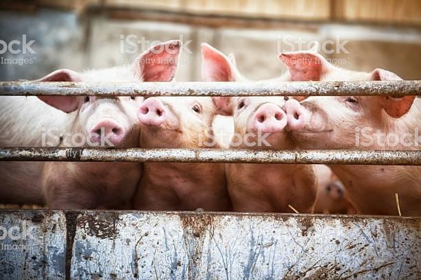 porci, Foto: istock.com