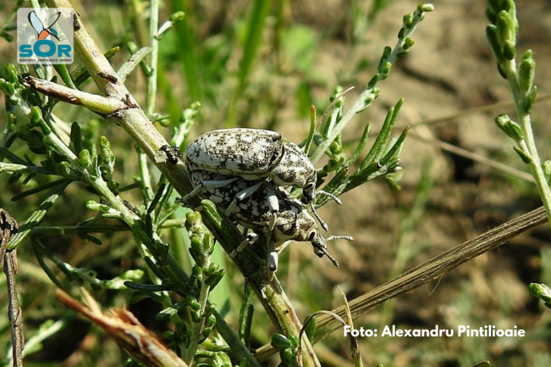 Gargarita Leucomigus candidatus, Foto: Societatea Ornitologica Romana